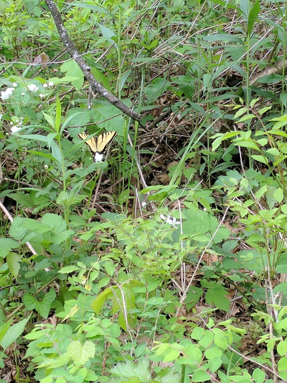 yellow butterfly