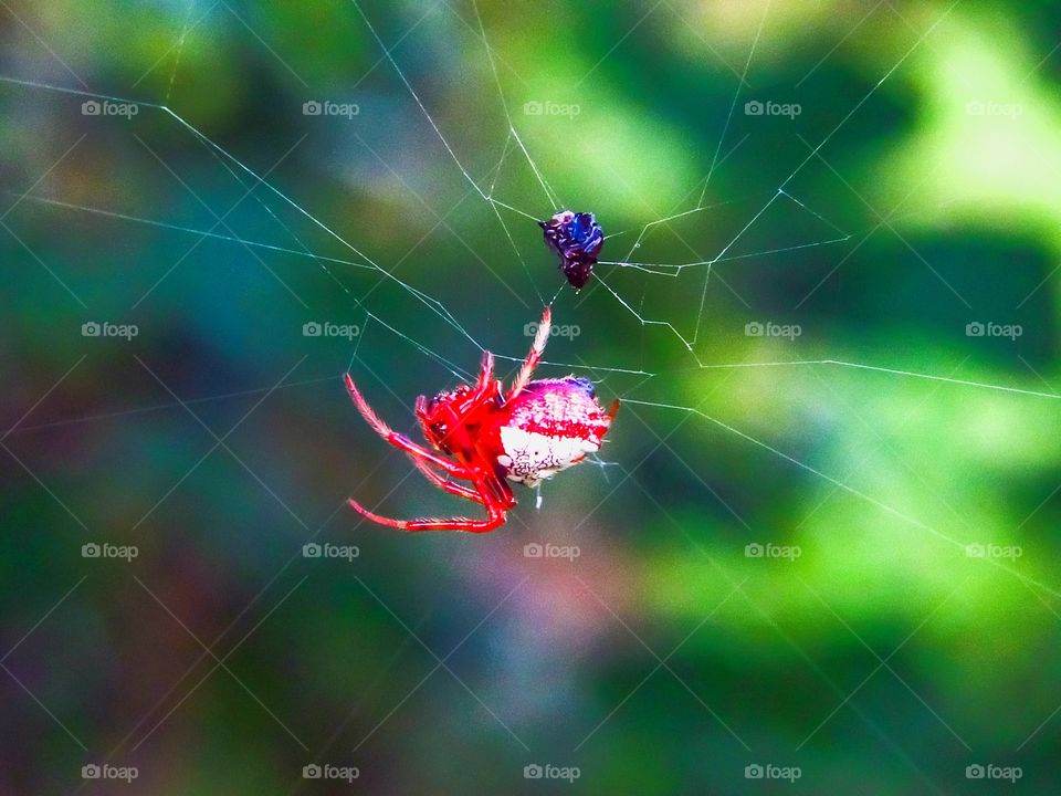 red spider on web