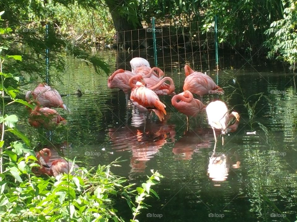 A pool of Flamingos. At the Zoo