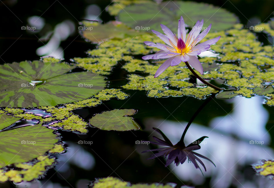 Pond reflection