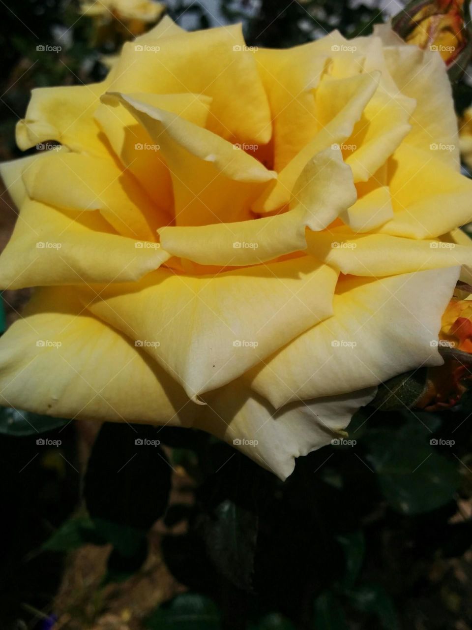 Yello rose