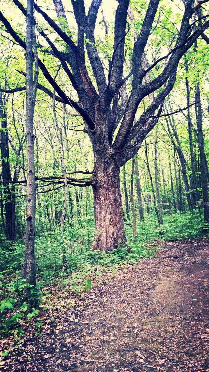 Middle of the path. Devils Lake trails