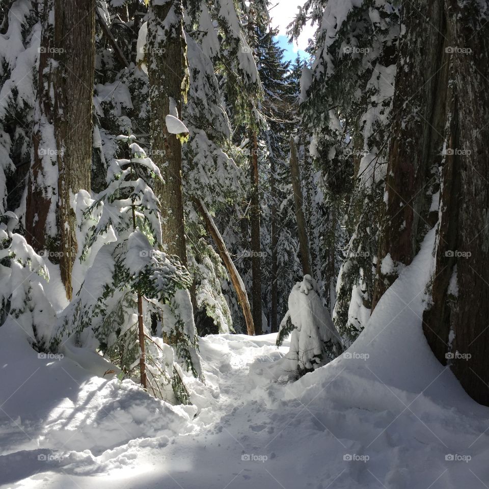 Beautiful winter at Cypress Mountain in Vancouver, British Columbia 