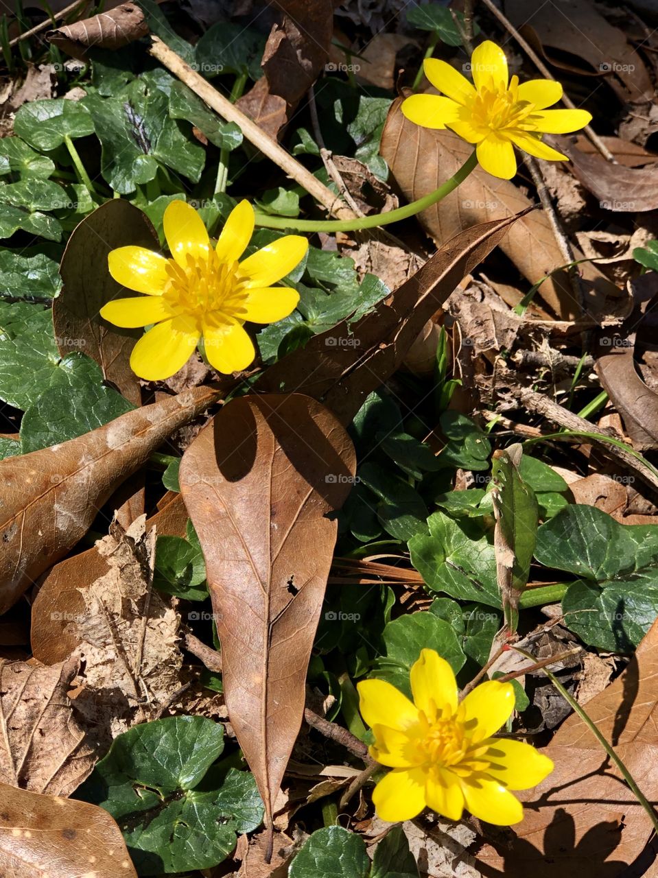 Overhead closeup of yellow wildflowers 