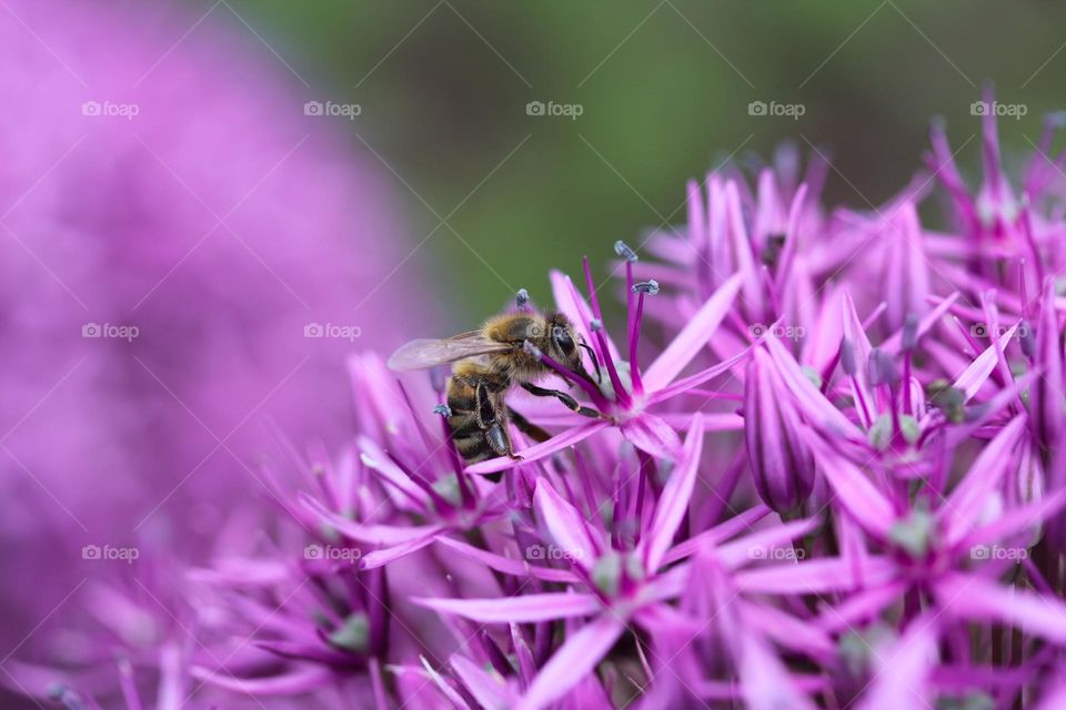 A bee at the flower