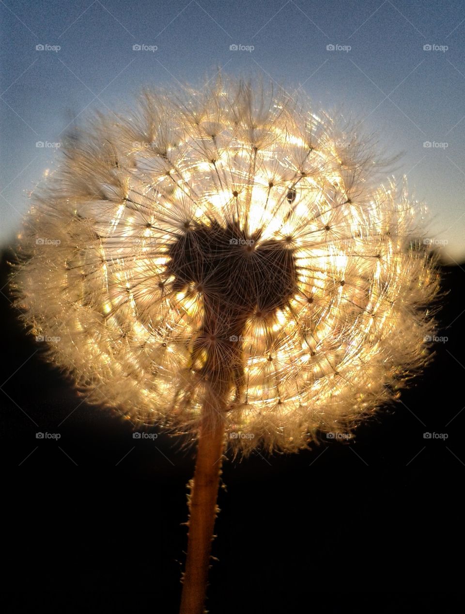 dandelion