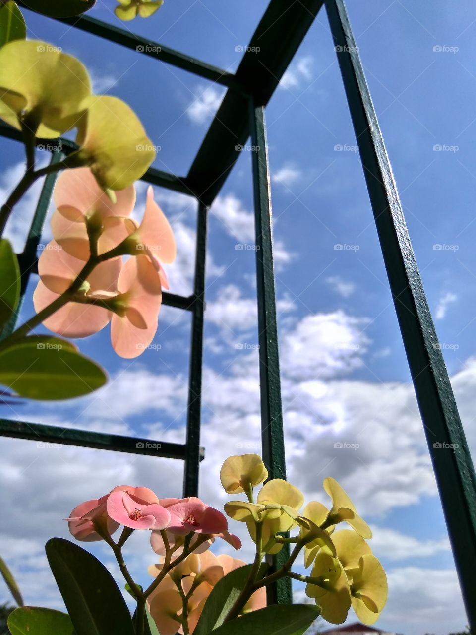 Colorful flowers and Sky. The view of it gives me a very good day. The weather is good too. It's a bit windy but I managed to take these photos.