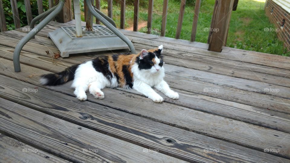 Calico cat laying on deck