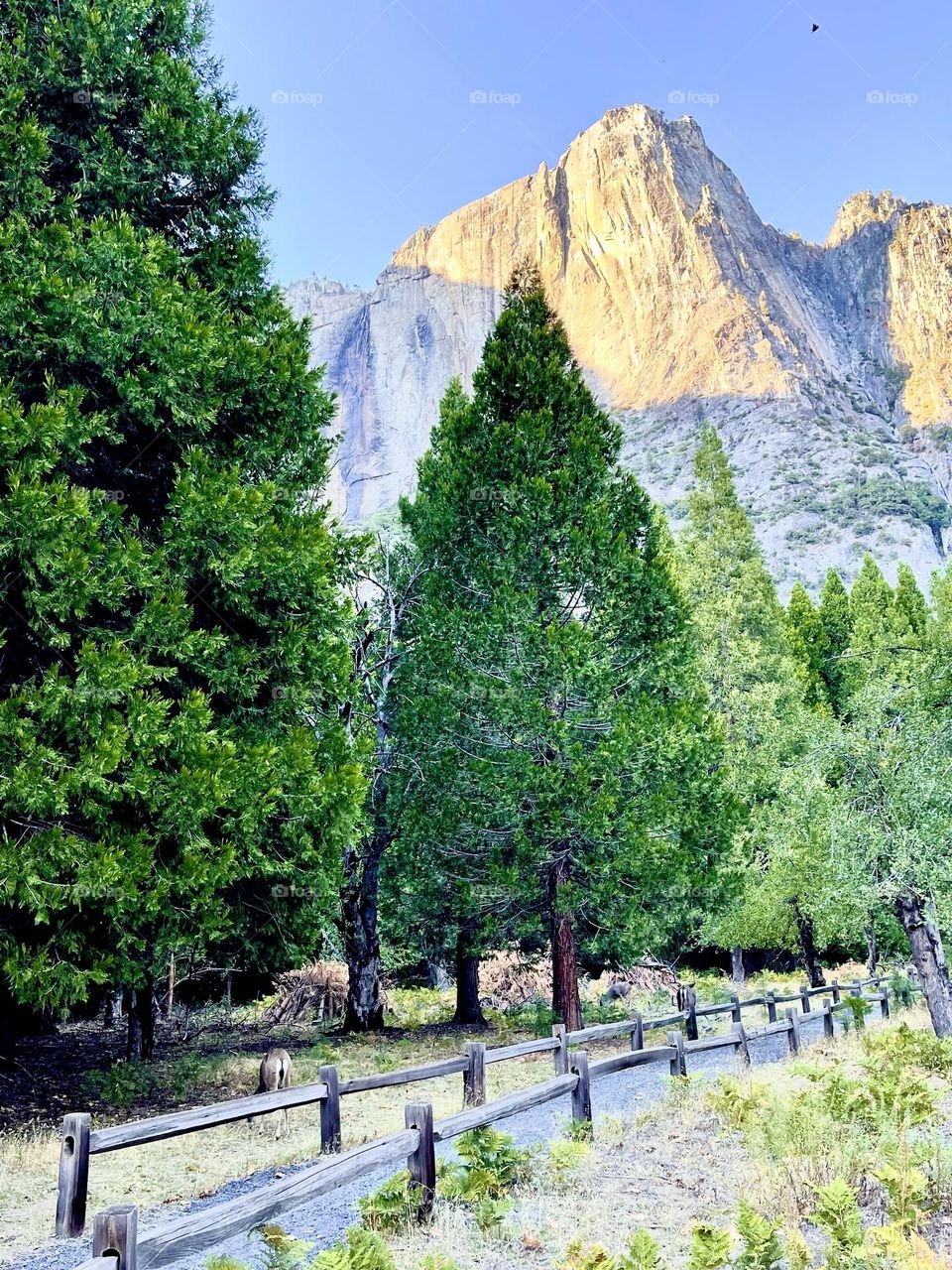 Trees in Yosemite National Park