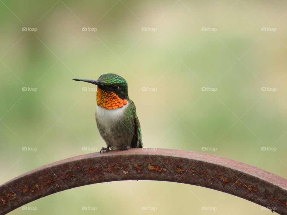 Bird, No Person, Wildlife, Nature, Outdoors