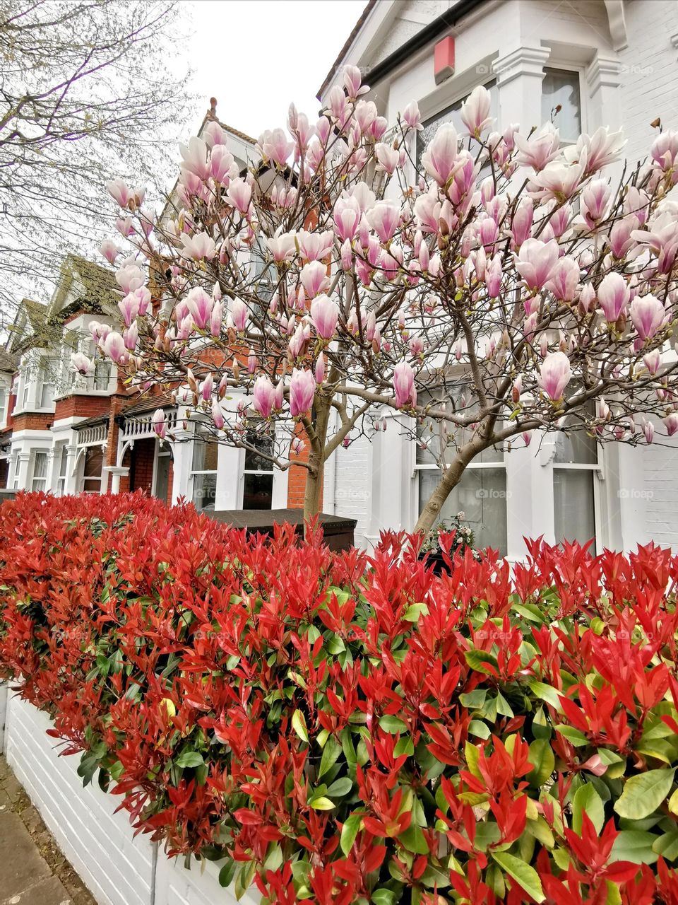 Spring in the city. Blooming time. Magnolia.