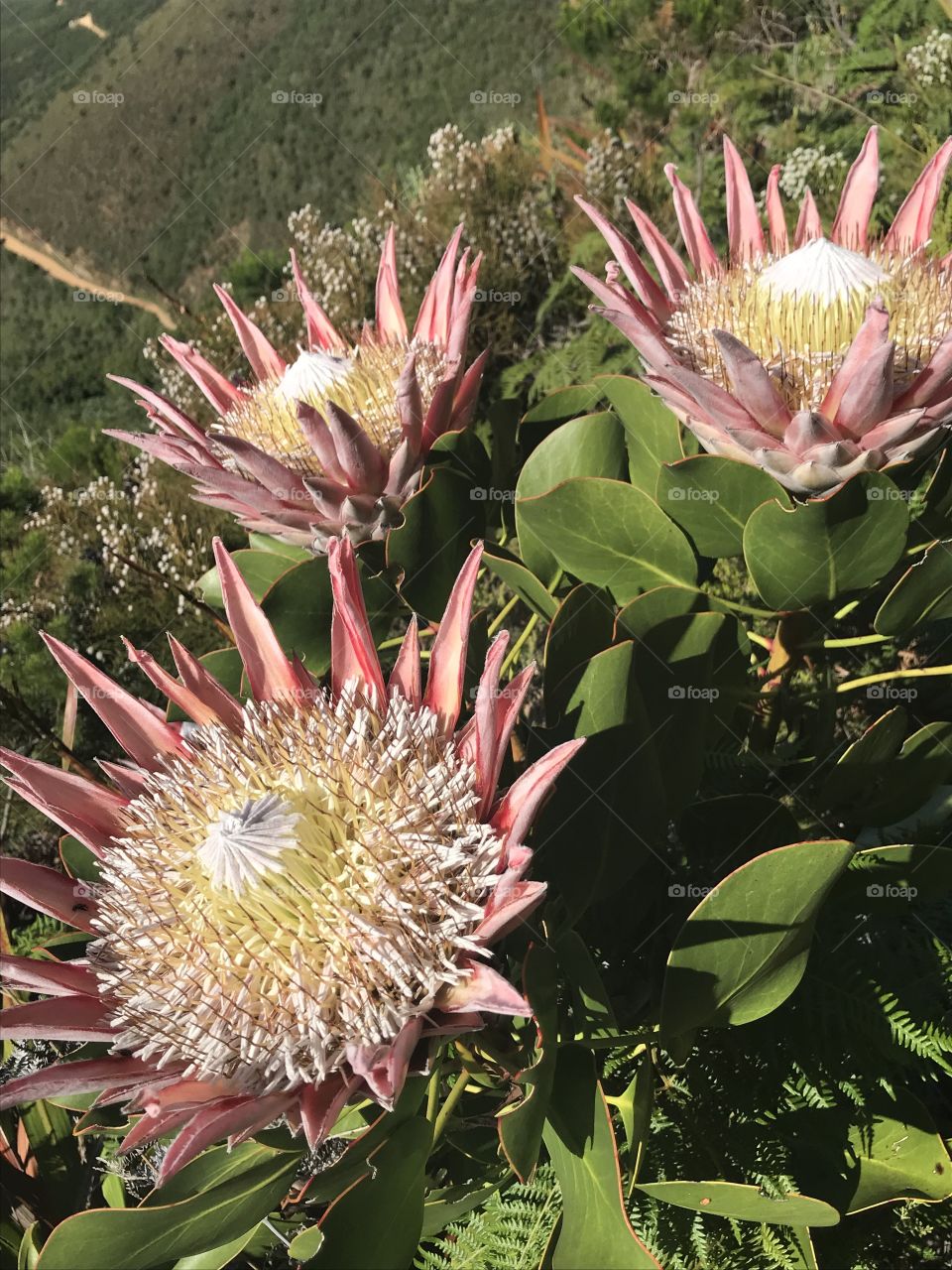 Our local treasure! Beautiful proteas blooming in the hight of summer decorating the mountain with colour