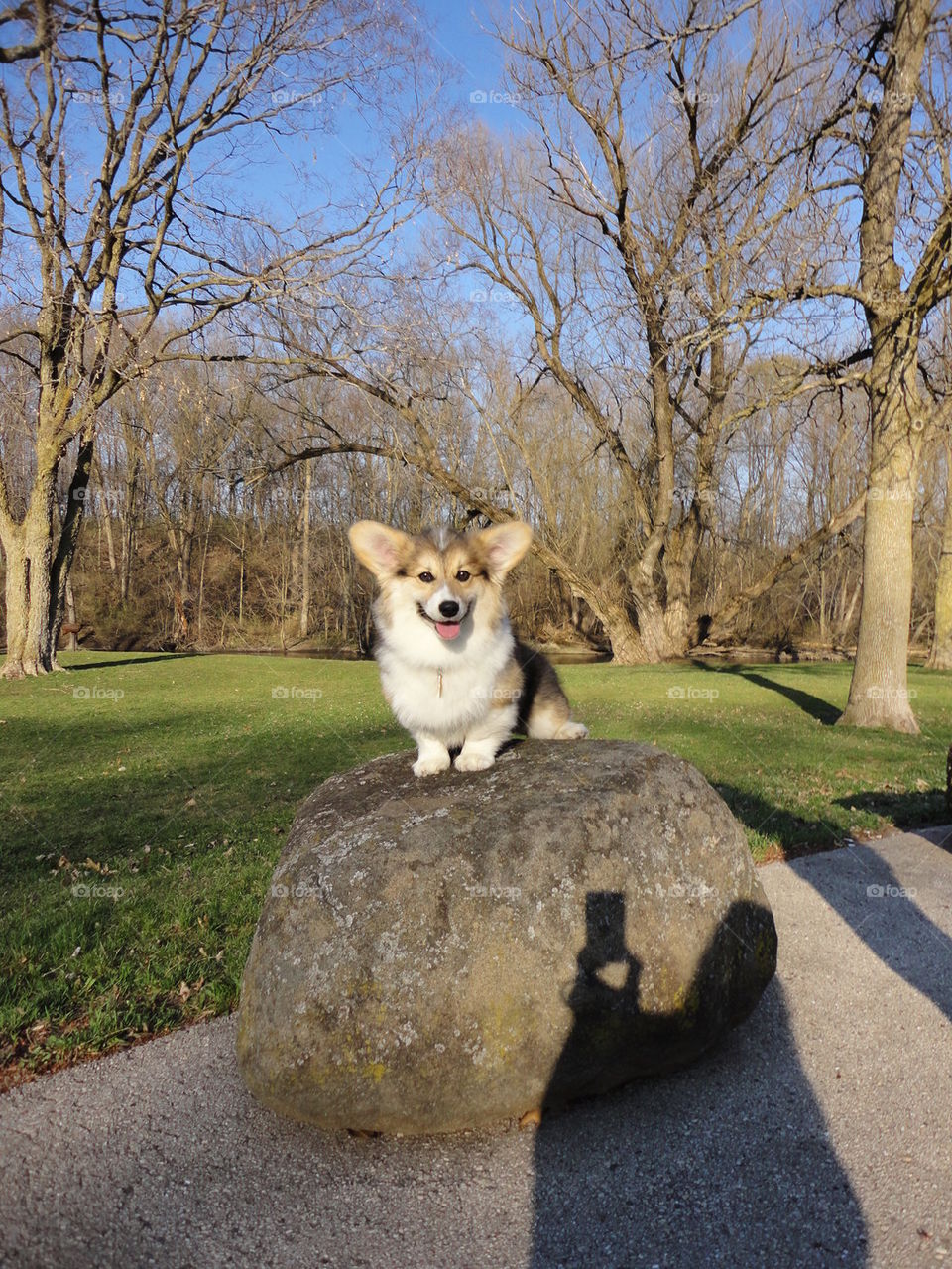 corgi puppy pose