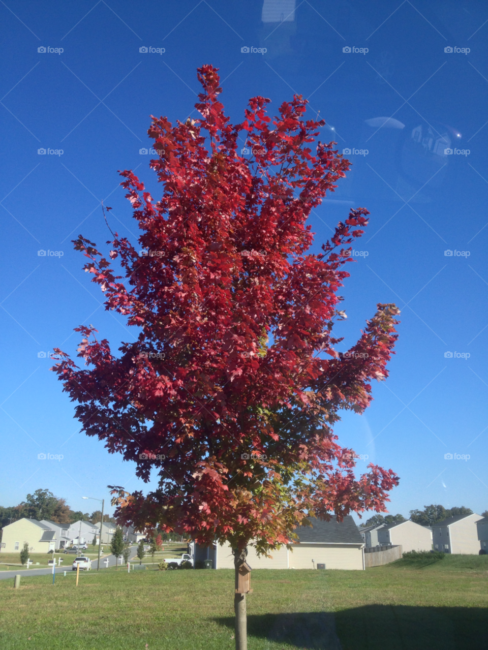 landscape blue red tree by indescribable