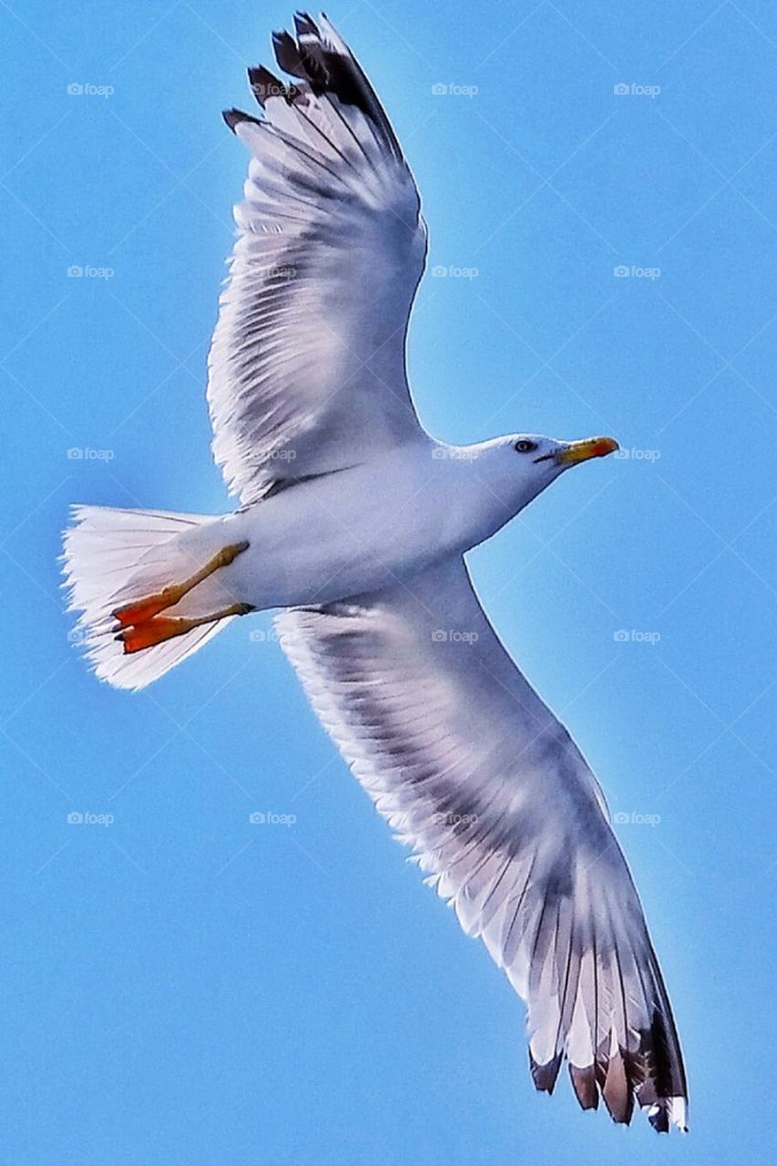 Flying Seagull