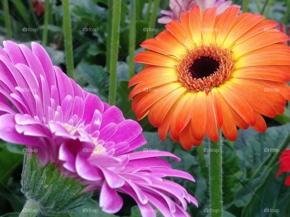 Arizonas Spring Daisies