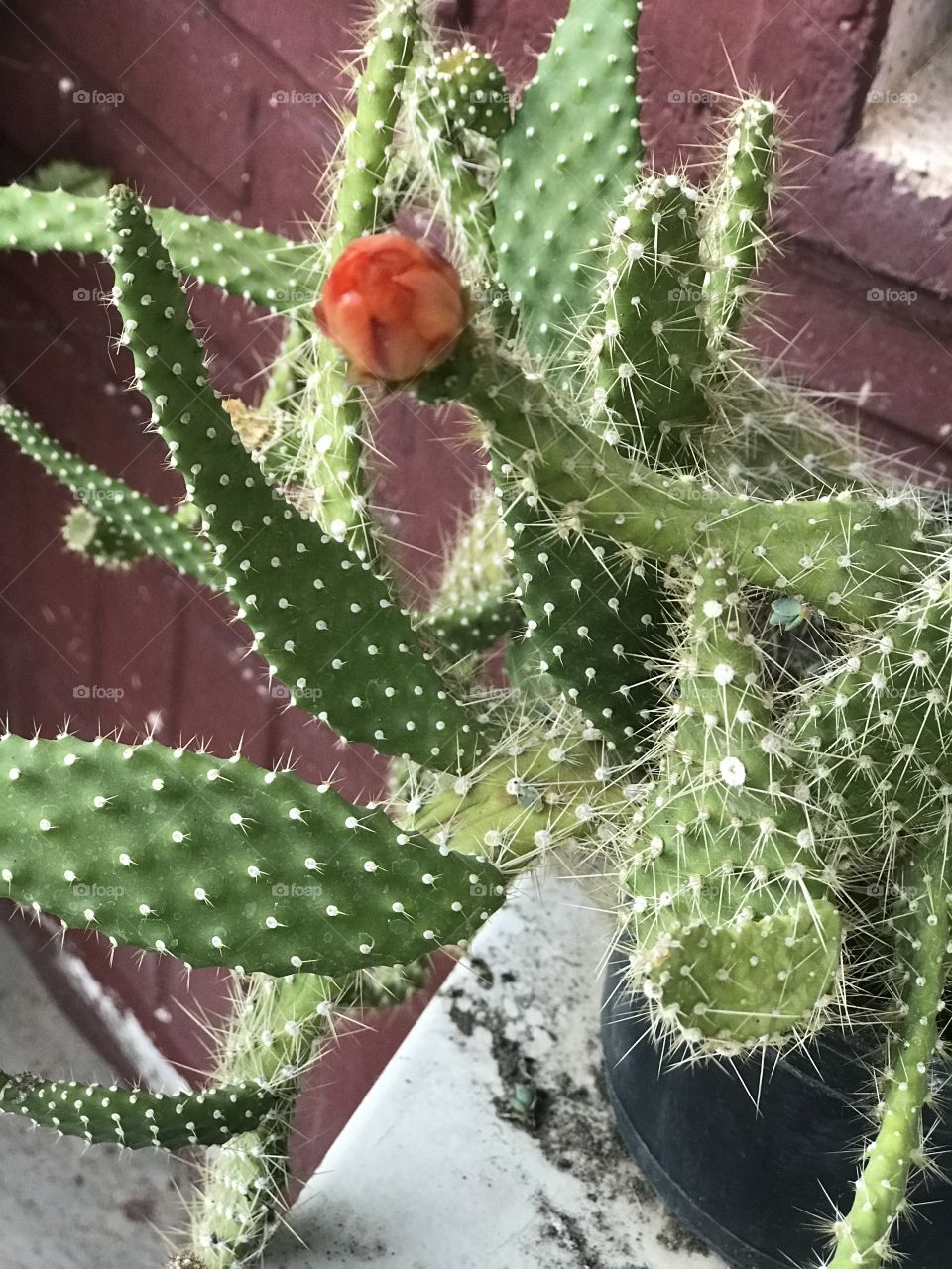 Cactus con flor de verano 