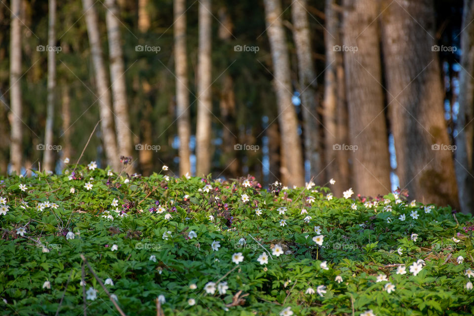 A Glade of Tiny White Flowers in the Fordst