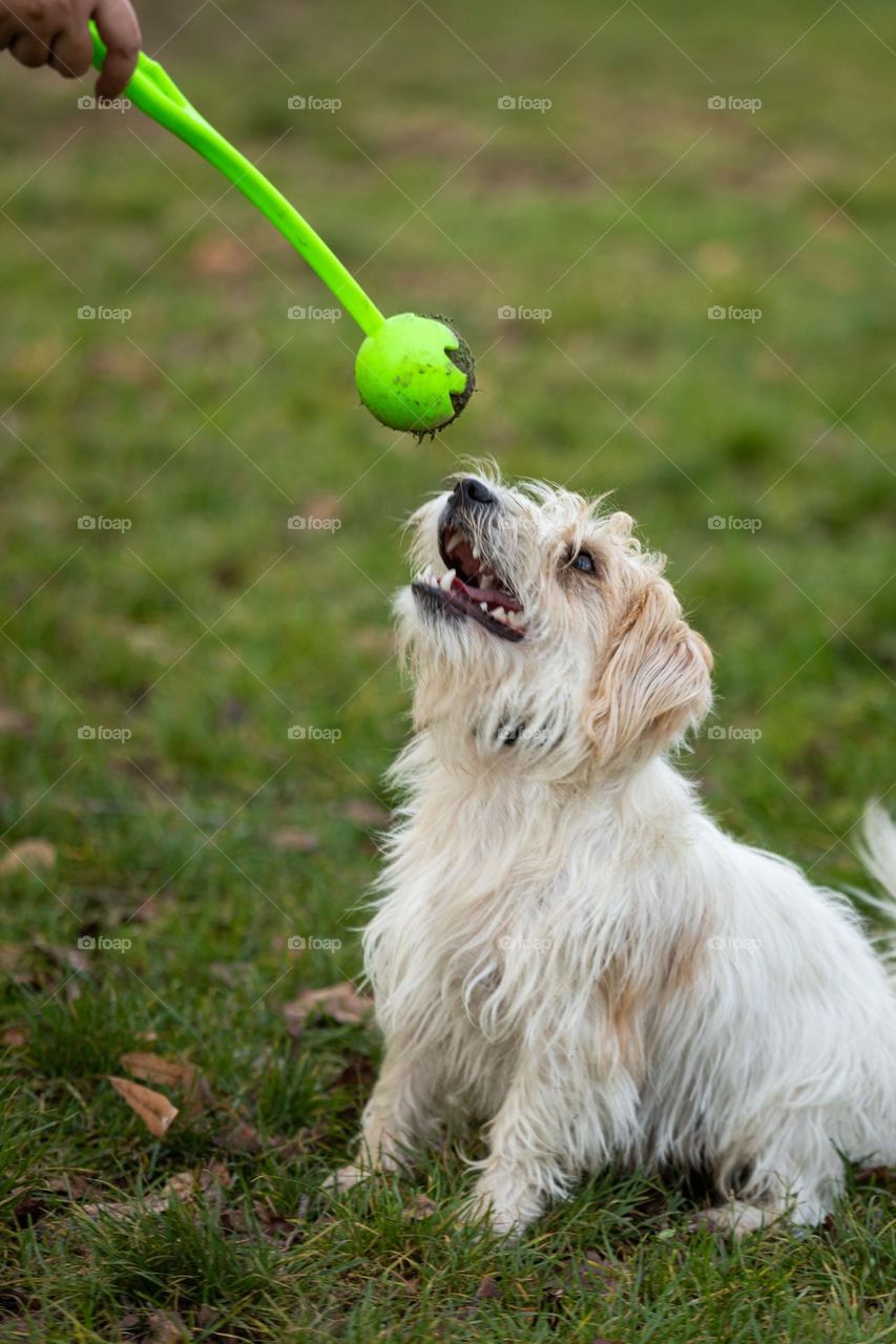 The dog playing with a ball