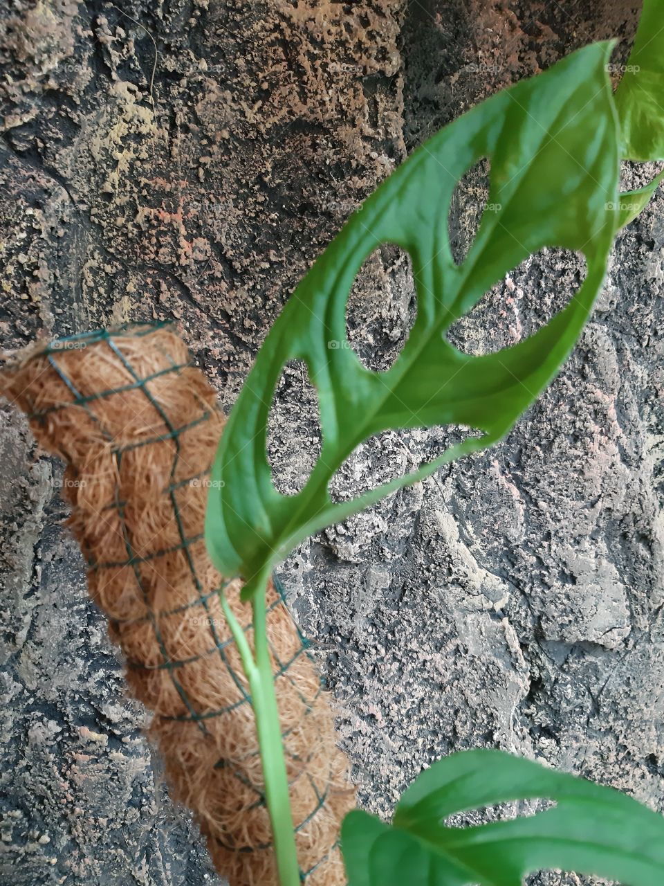 The leaf of monstera adansonii or also known as "Janda Bolong" in Indonesia