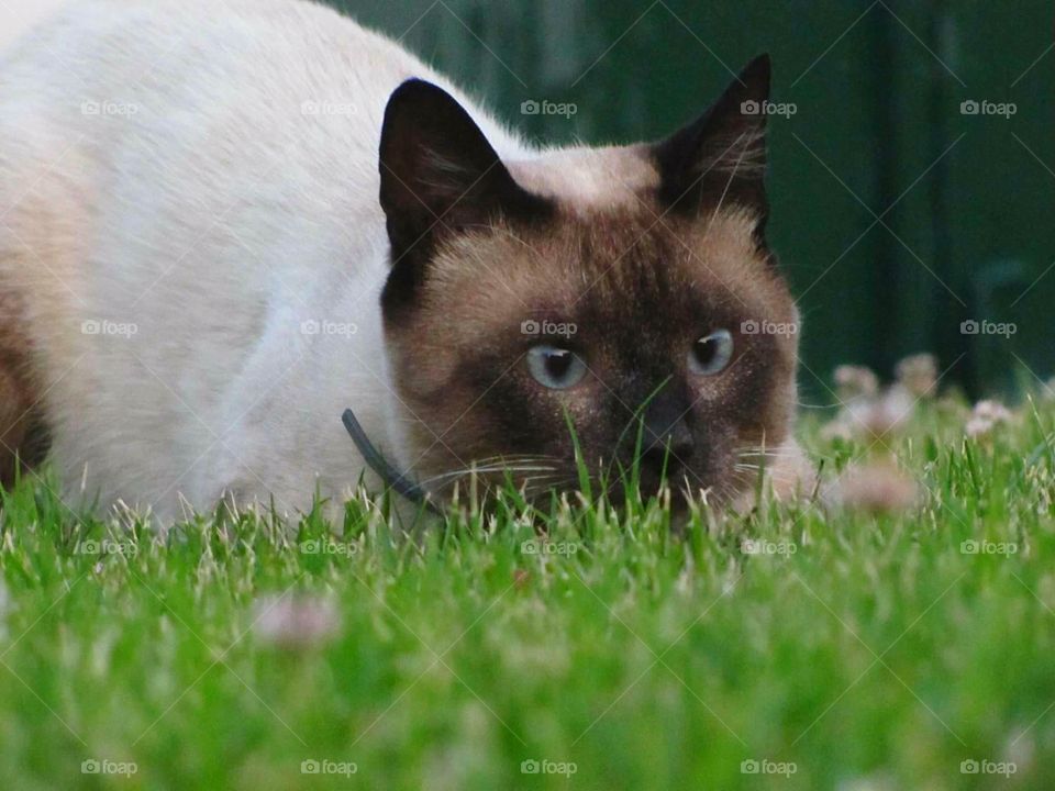 Funny cute little cat siamese blue eyes looking catching plqying adorable enthusiastic