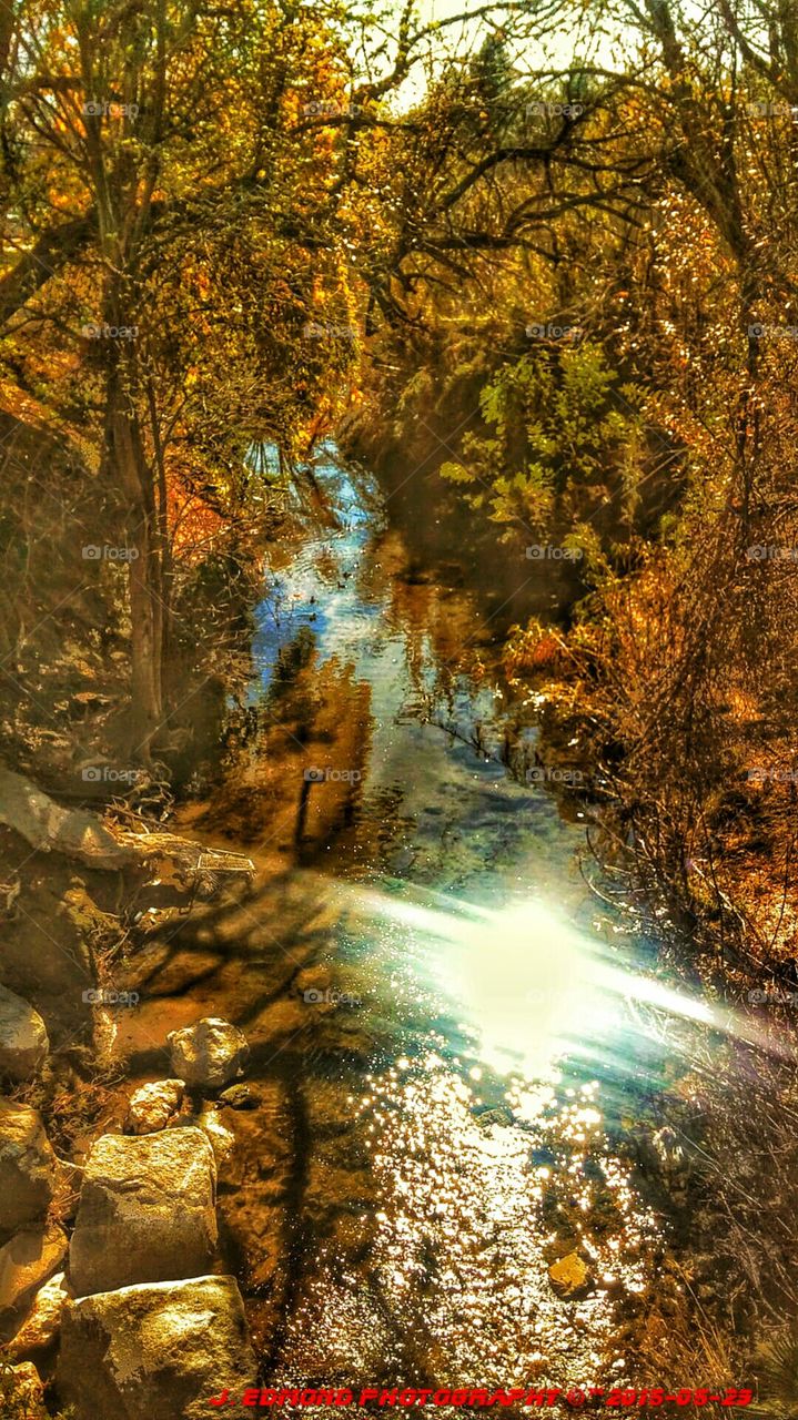 Serenity. Balboa Park creek