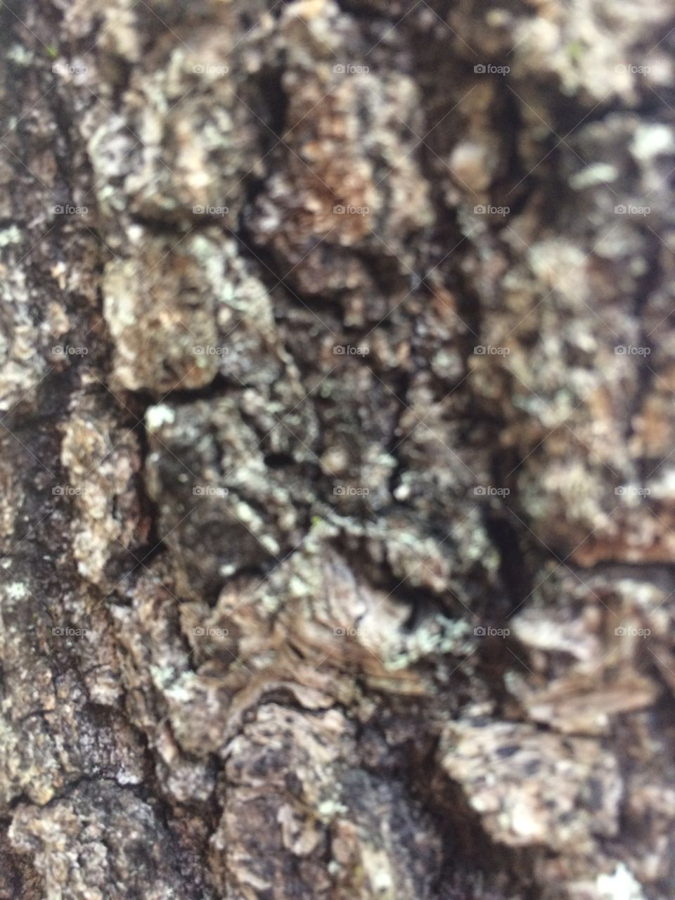 Bark 