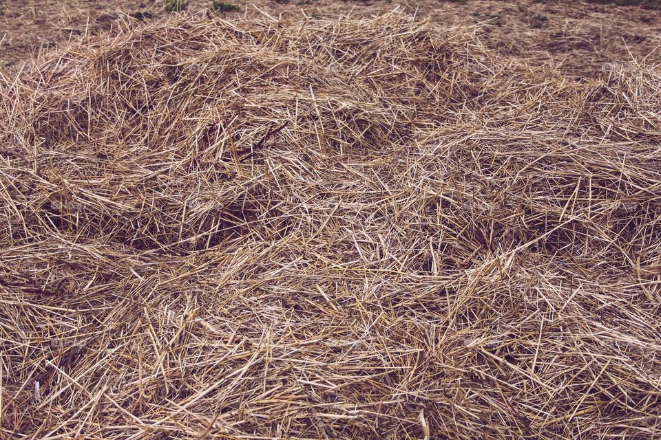 Dry grass texture 
