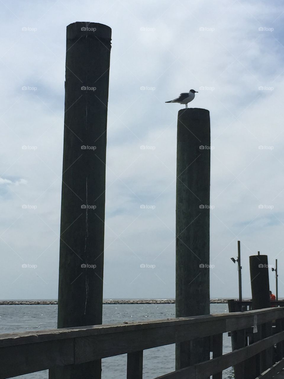 Seagull. Seagull on the Oceanic Pier