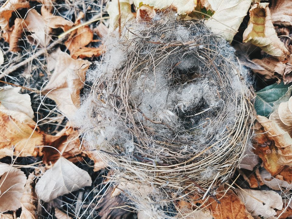 Autumn bird's nest
