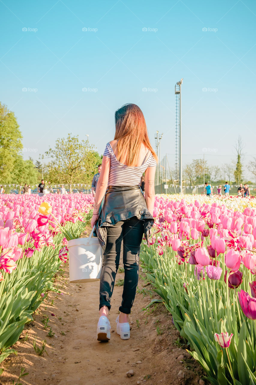 Tulips