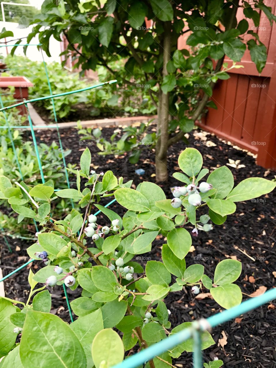 Backyard Garden