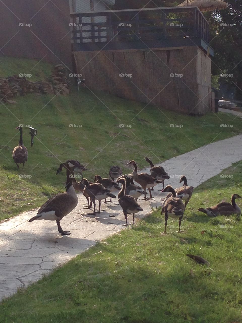 Geese it. Flock of geese in battle creek Michigan 