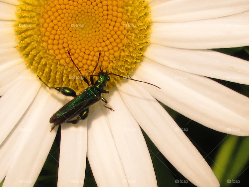 bug on daisy