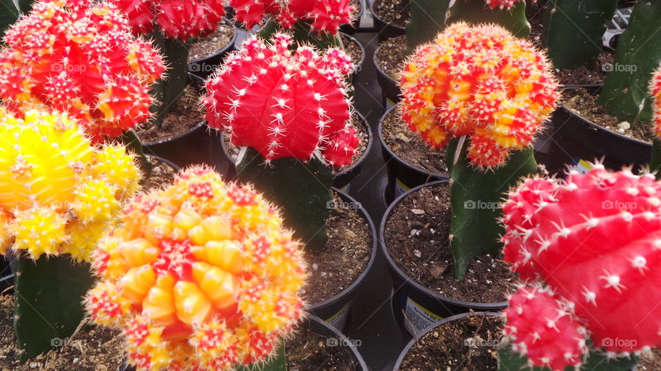 Vibrant Cacti