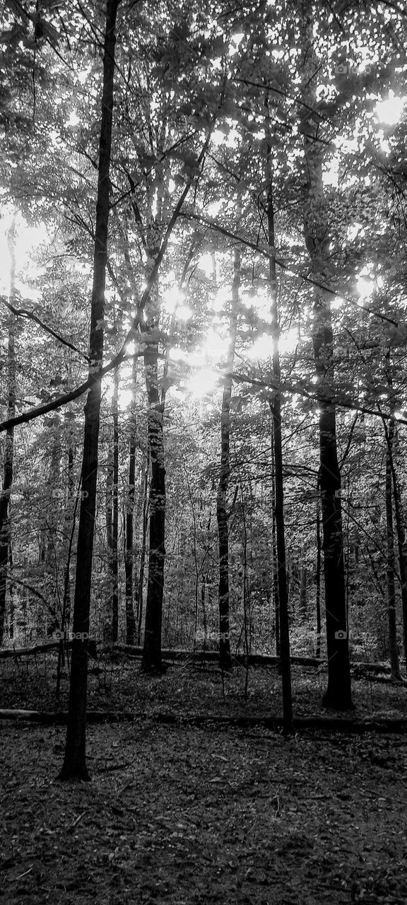 Enchanted Forest Black and White