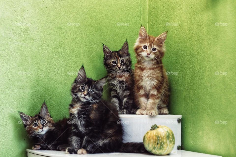 котята породу мейн кун