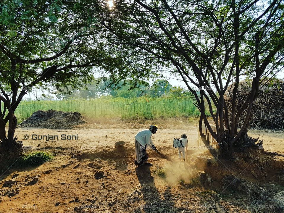 Woman sweeping near the tree and goats