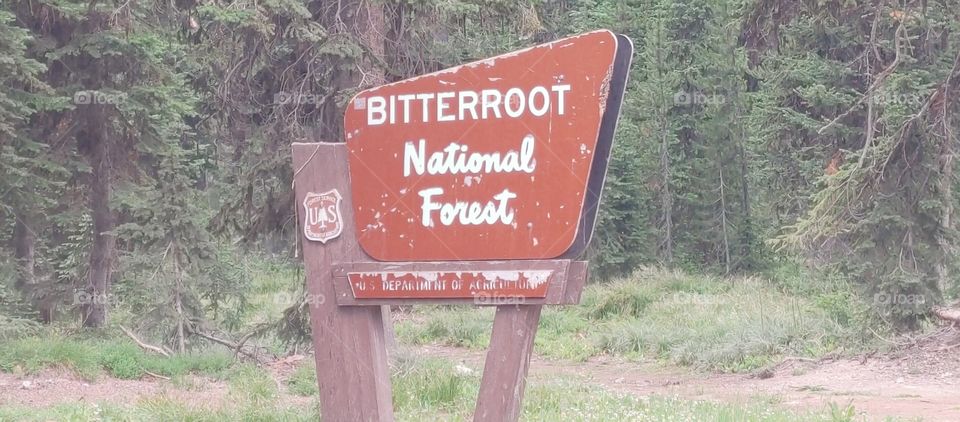 bitterroot