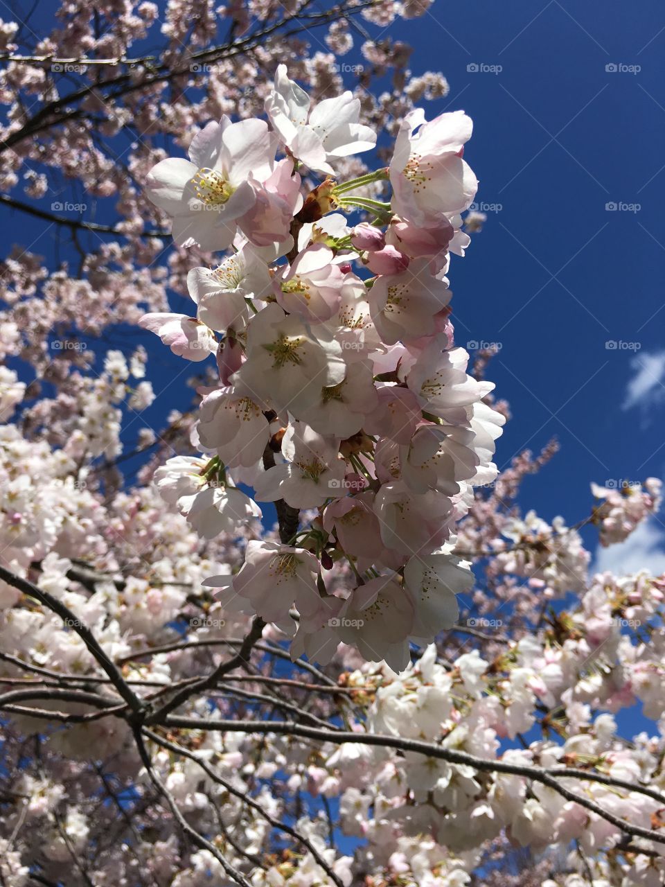 Blossoms and blue sky