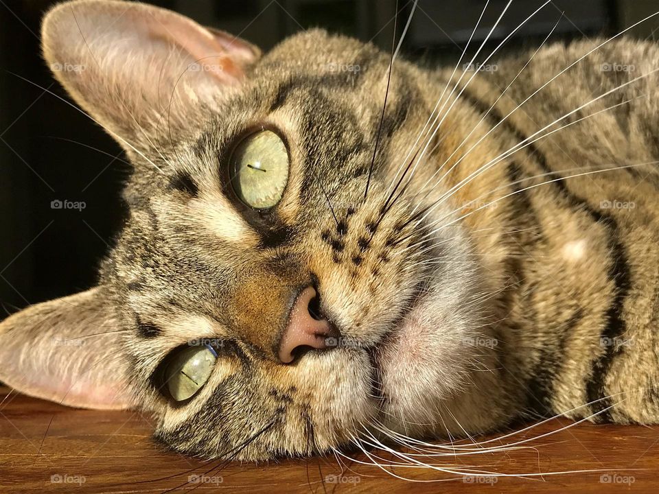 Close up of the face of a brown tabby cat