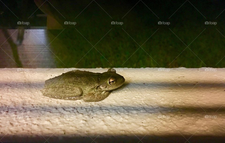 Surfaces of a frog on the windowsill 