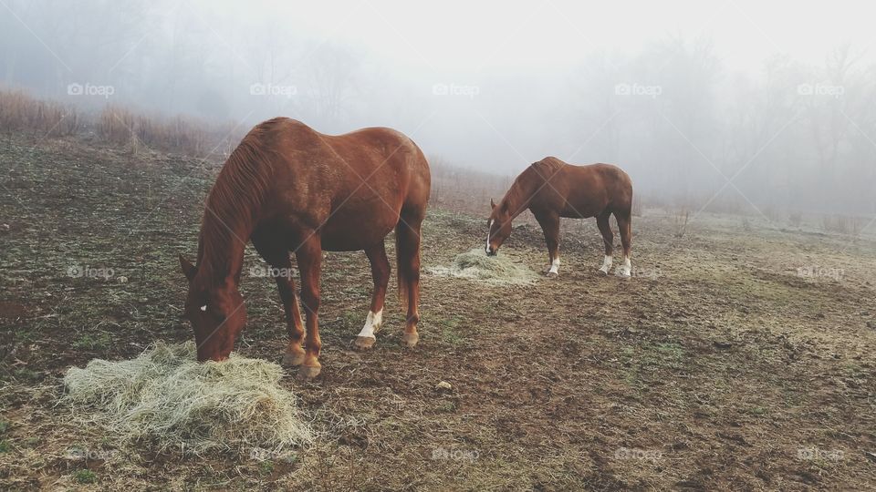 horses breakfast in fog