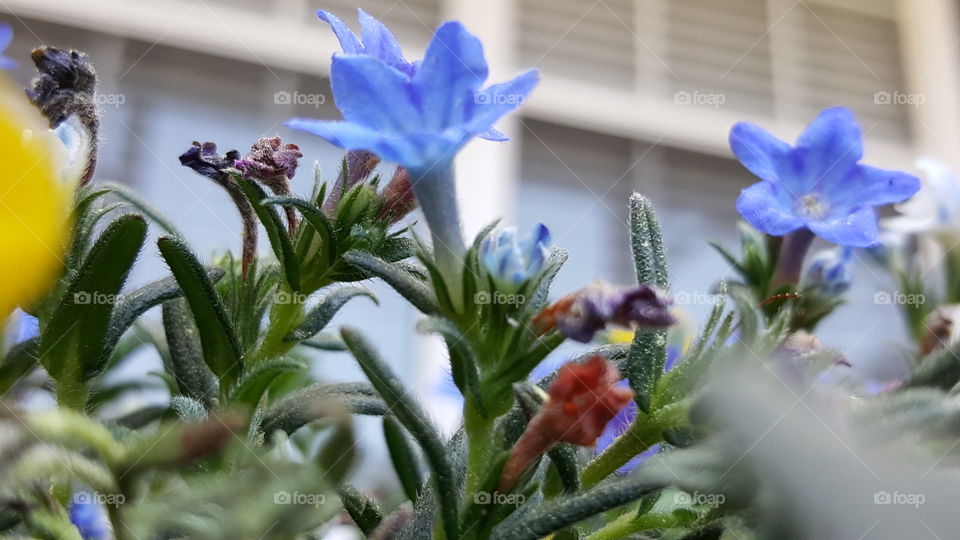 Home grown flowers outside my window