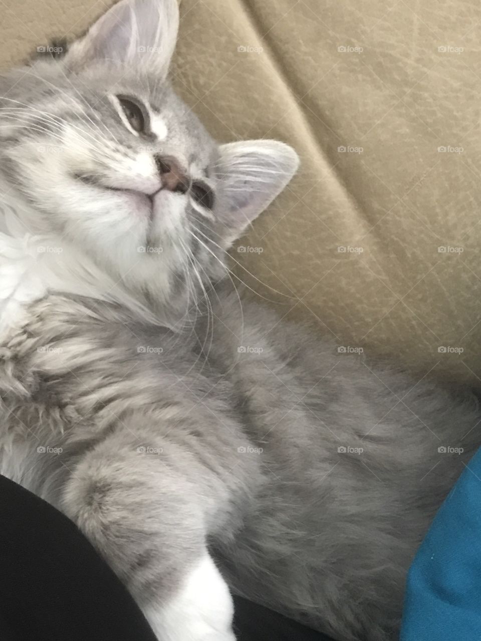 Our kitty laying down