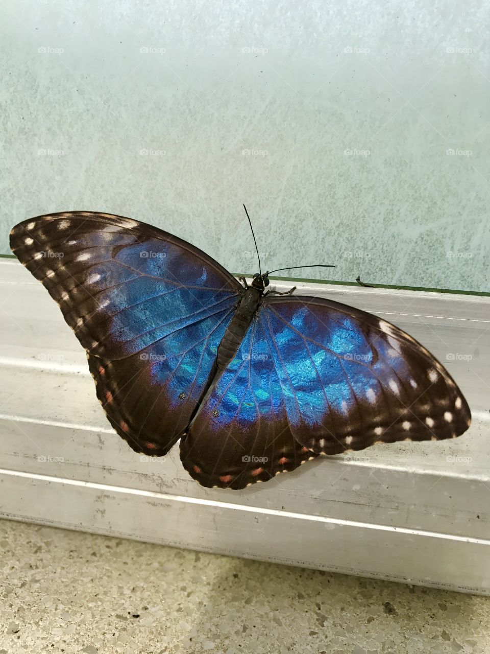 Blue Butterfly by Window