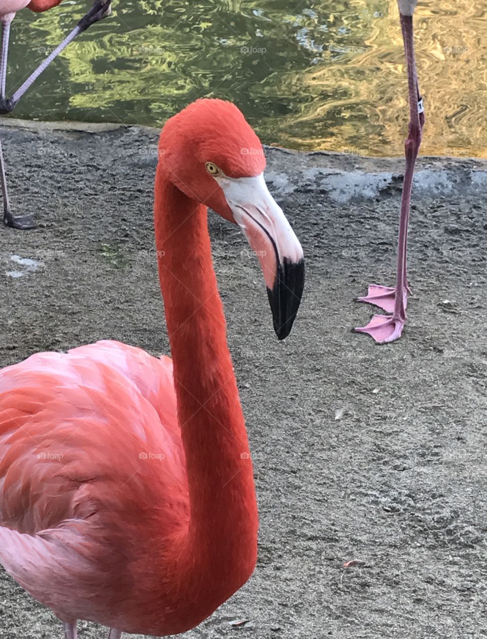 Flamingoes 