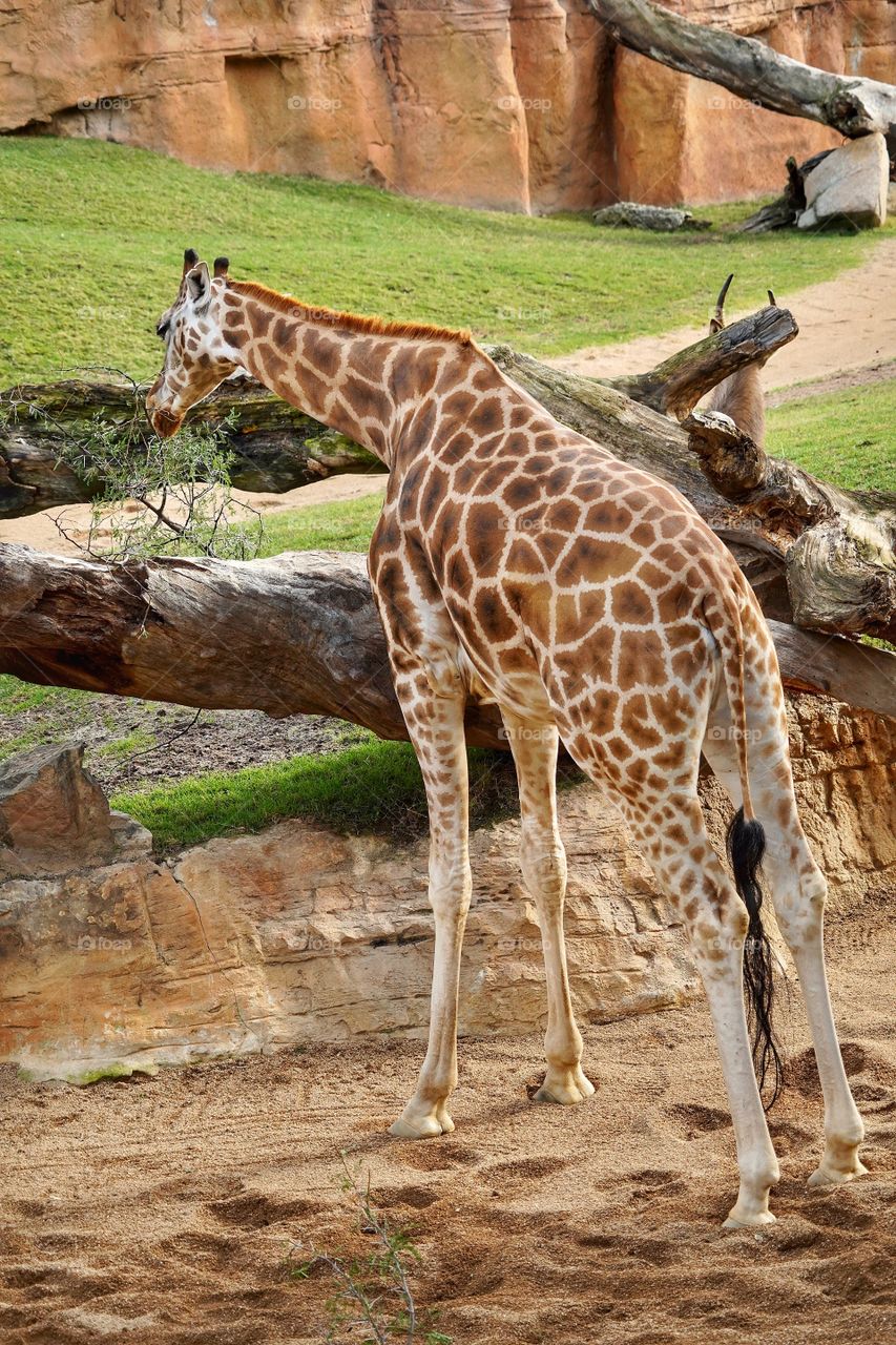 Giraffe 