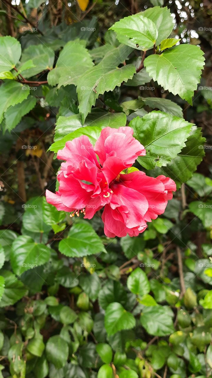 Beautiful Flower 🌺, Natural Photography, Original Content