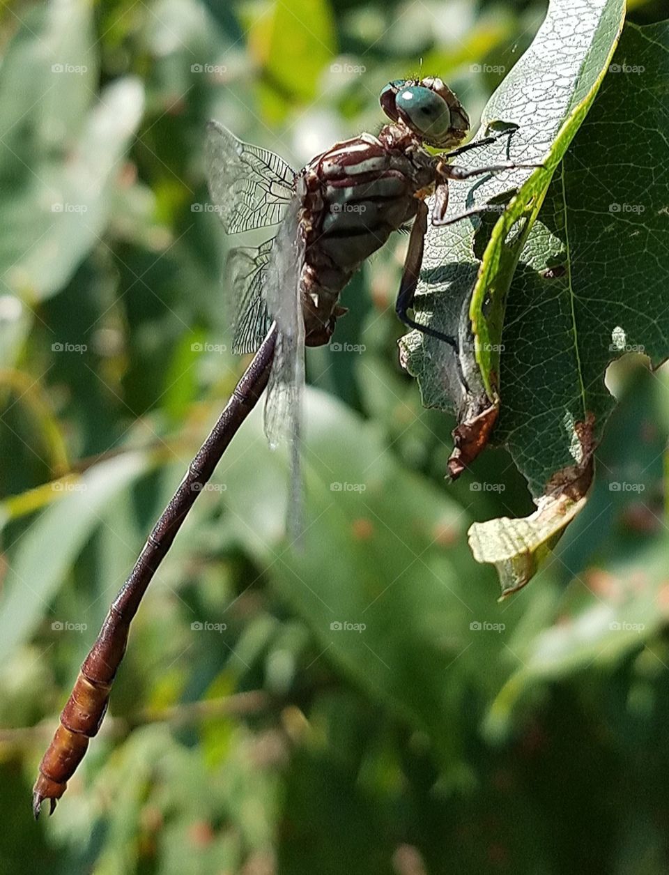 A closeup of a Dragonfly.